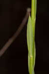 Florida yellow flax